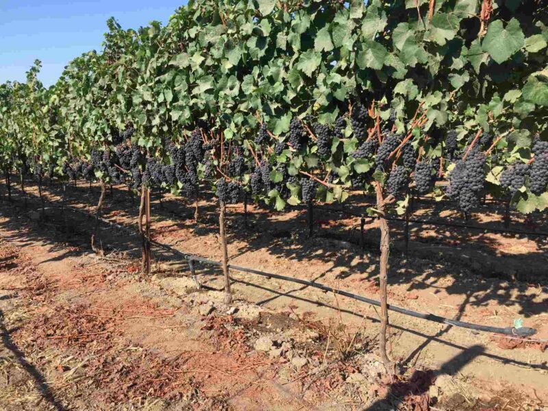 Row of ripe purple grapes in vineyard.